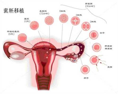 香港代孕机构6：胎儿在妈妈肚子里这么厉害！你
