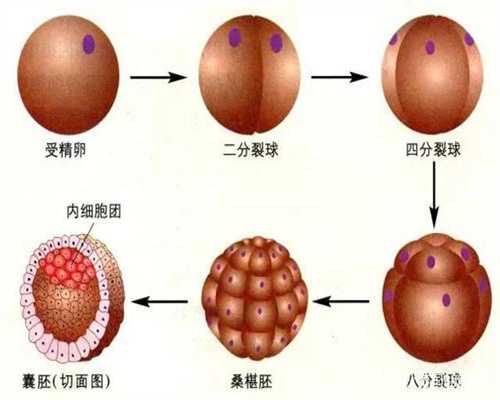 香港代孕双胞胎：胚胎移植后的注意事项