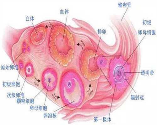 香港代孕的看法8p：孕期怎么控制体重-东方健康