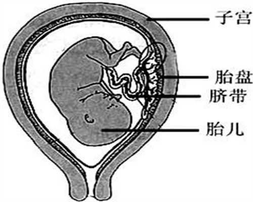 关于试管婴儿的三老挝有合法代怀孕大疑问，你