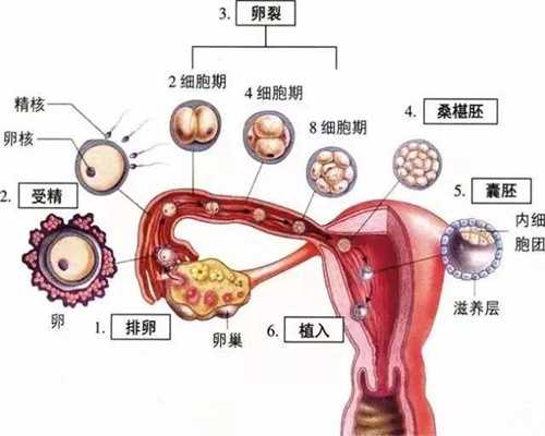 越南代孕产子:女性不来月经会排卵吗？