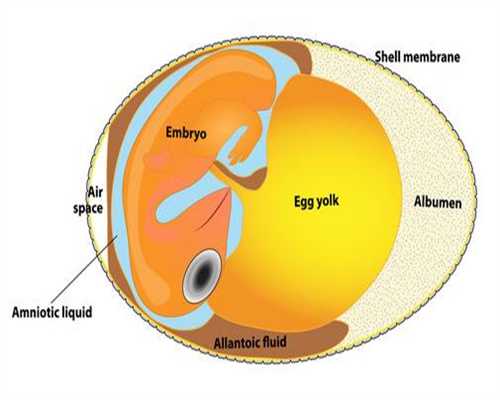 胚胎移植代孕进行什么处理:前列腺b超检查什么前