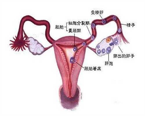 有哪些代孕机构_子宫移位影响月经吗