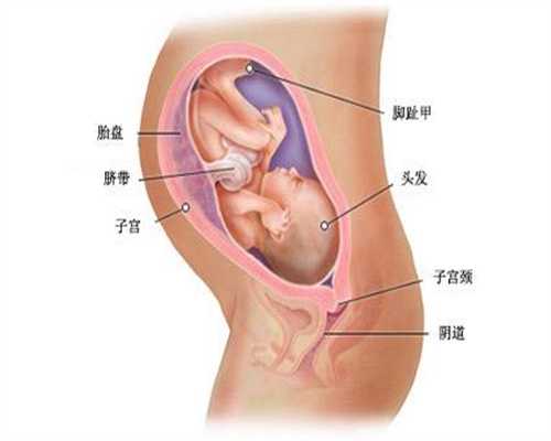 孕期检查B超医生怎么暗示宝宝性别